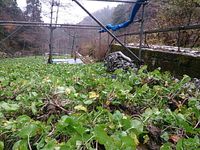 匠の沢収穫中