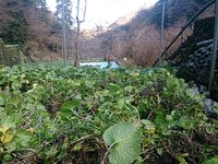 匠の沢収穫中