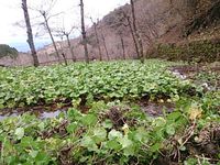 向小屋道下収穫中