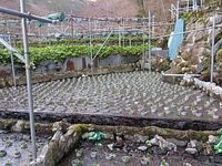 奥の畑下植え付け完了