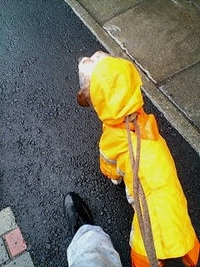 久しぶりの雨の散歩
