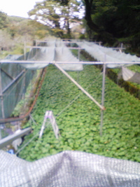 寒冷紗をしまいました。