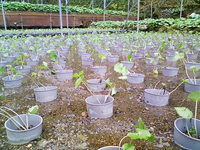 奥ノ畑上2を植え付け