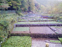 岩下中7,8を植え付け