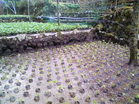 岩下中9を植え付け