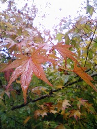 紅葉