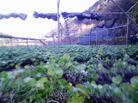 向小屋広場所5を収穫