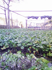向小屋広場所7の収穫