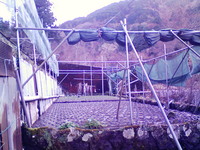向小屋水口6,7を植え付け