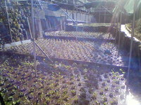 向小屋水口8,9,10を植え付け