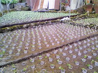 奥ノ畑下2を植え付け