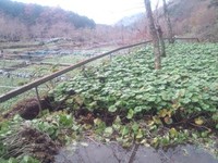 向小屋道下収穫中