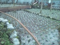 水の入植え付け完了