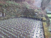 向小屋道下植え付け完了