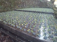 向小屋道下植え付け完了