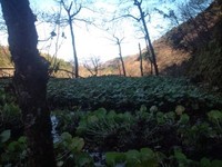 向小屋道下収穫中