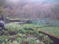 向小屋ちどり収穫中