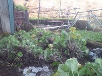 向小屋ちどり収穫中