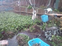 向小屋広場所収穫中