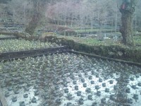 向小屋道下植え付け完了