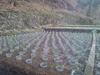 向小屋道下植え付け完了