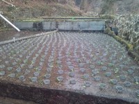向小屋道下植え付け完了