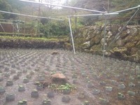 岩下植え付け完了