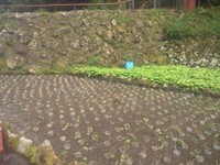 岩下植え付け完了