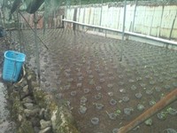 向小屋水口植え付け完了