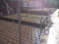 向小屋水口植え付け完了