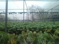 向小屋広場所収穫中