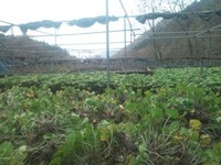 向小屋広場所収穫中