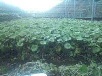 向小屋広場所収穫中