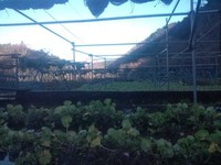 向小屋広場所収穫中