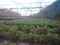 向小屋広場所収穫中