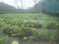 向小屋広場所収穫中