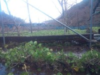 向小屋広場所収穫中