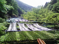 寒冷紗をかけ終わりました。