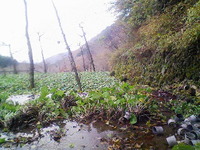 向小屋道下収穫中