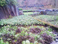 向小屋広場所収穫中