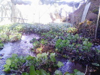向小屋水口収穫中