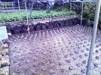 村沢植え付け完了
