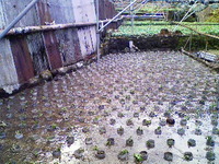 向小屋広場所植え付け完了