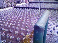 向小屋水口植え付け完了