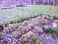 向小屋広場所収穫中