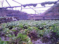 向小屋広場所収穫中