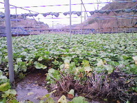 向小屋広場所収穫中