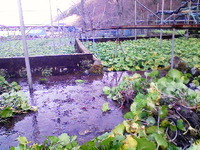 向小屋広場所収穫中
