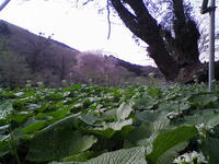 山桜