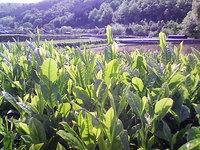 お茶摘み